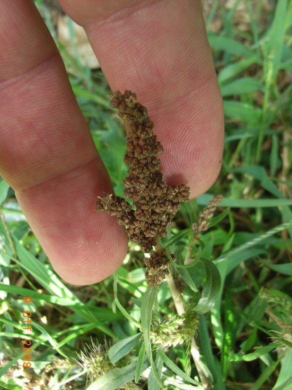 Amaranthus muricatus / Amaranto muricato